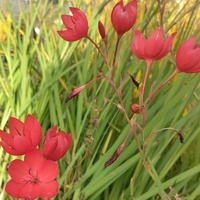 Hesperantha coccinea